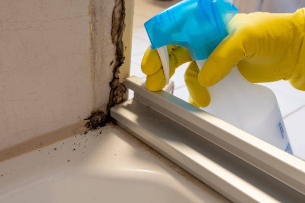 Best Residential Mold Remediation in Frankl, IN