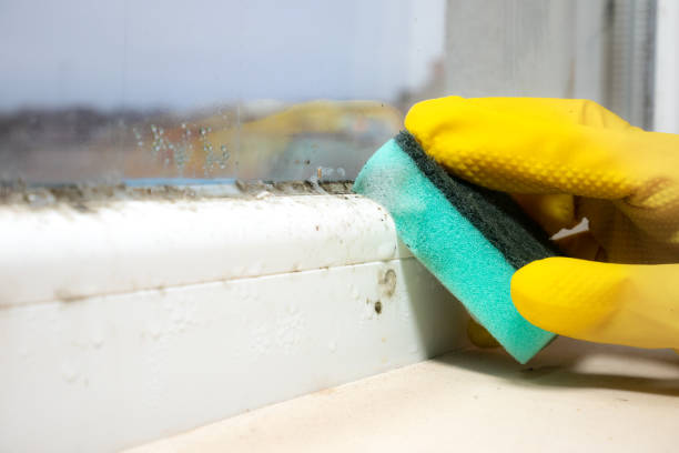 Health and Safety Mold Remediation