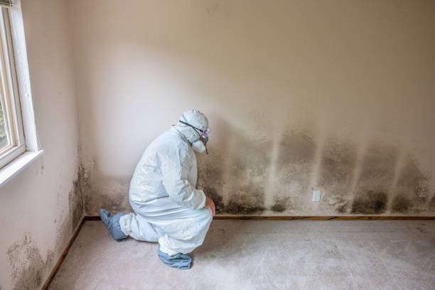 Best Mold Testing and Inspection Services in Frankl, IN