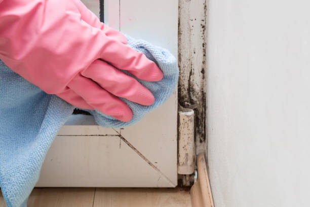 Best Industrial Mold Remediation in Frankl, IN