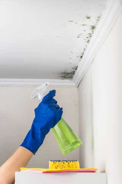 Best Kitchen Mold Remediation in Frankl, IN